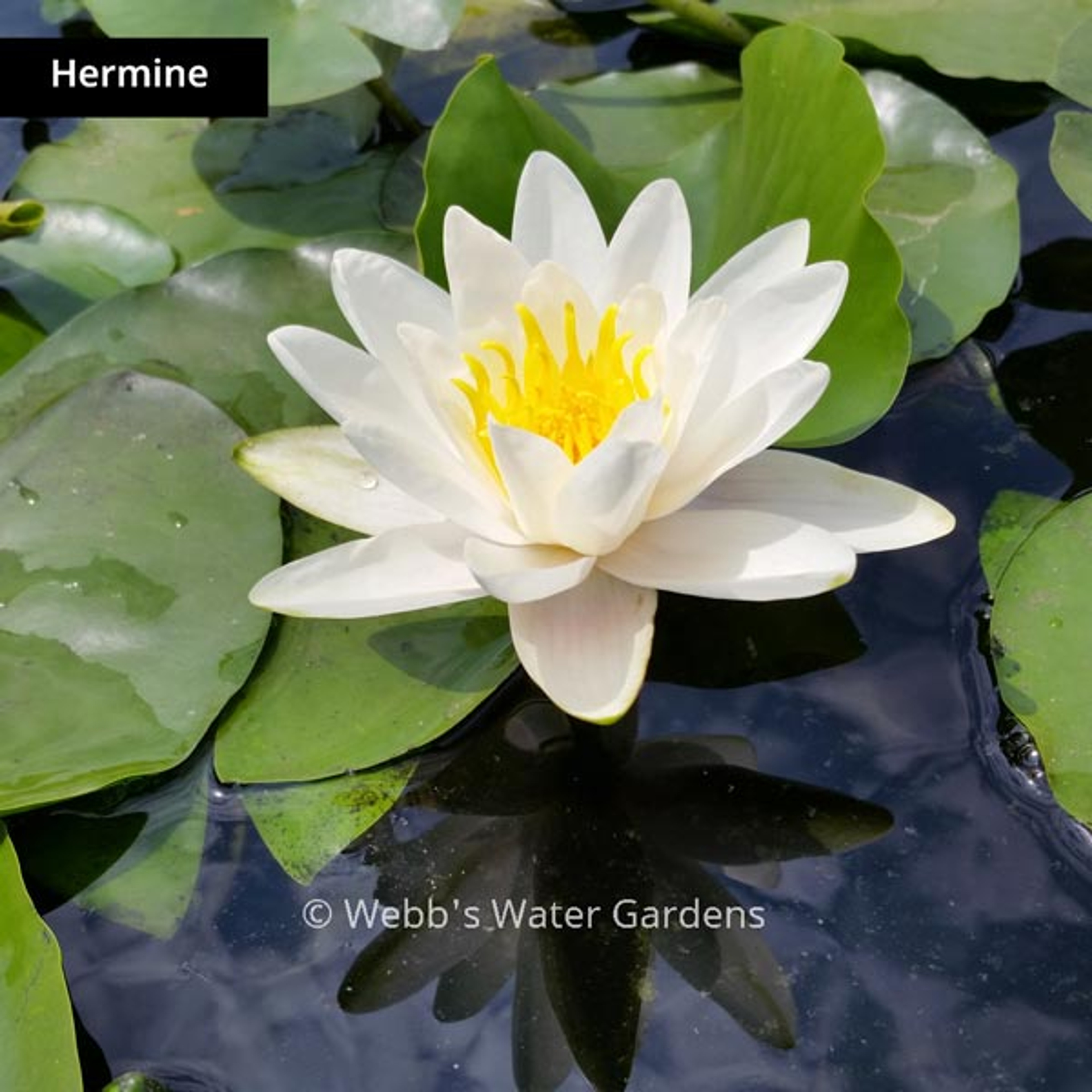 White Hardy Lilies (Bare Root)