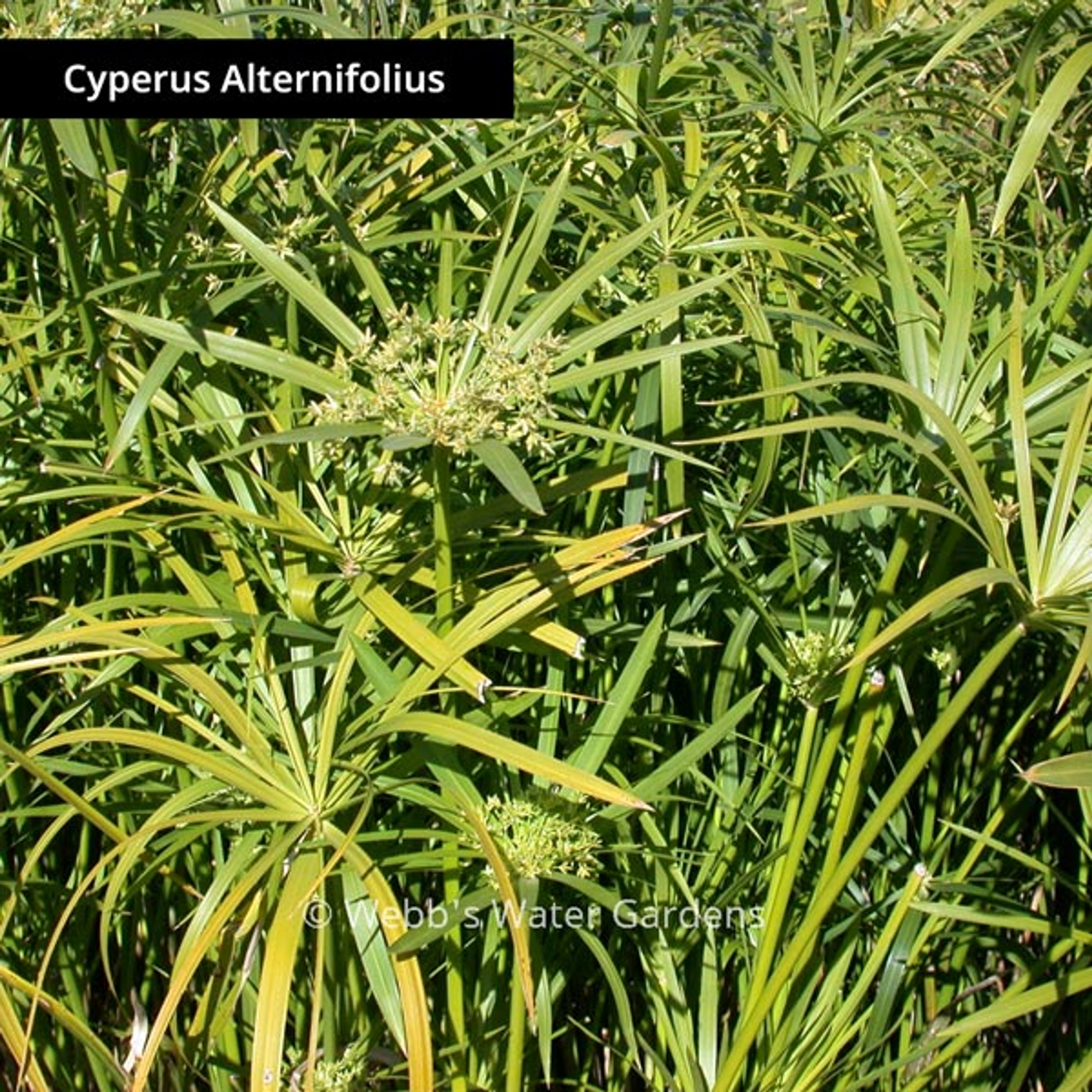 Cyperus - Shallow Water Plants (Bare Root)