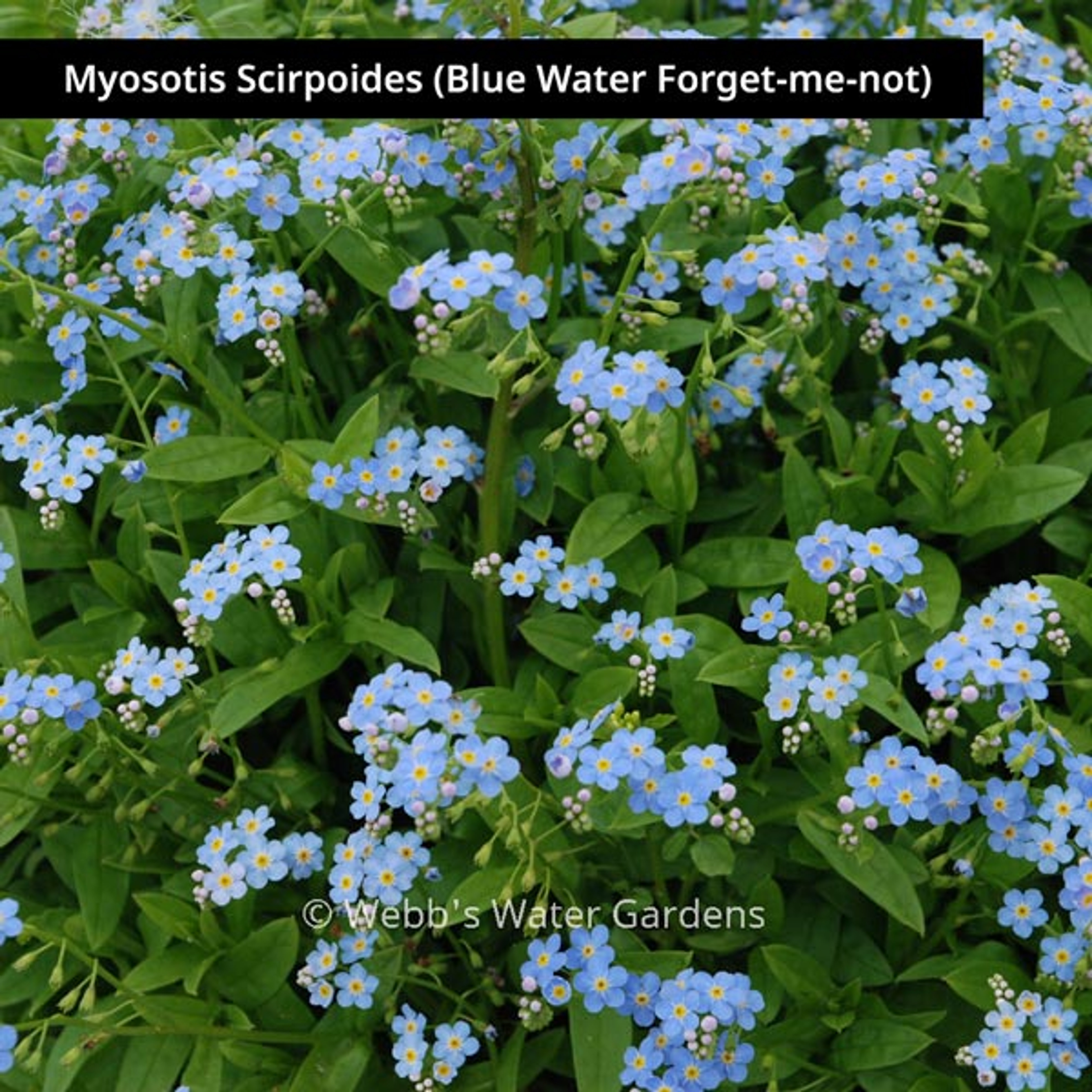 Myosotis Scorpioides 'Forget Me Not' - Shallow Water Plants (Bare Root)