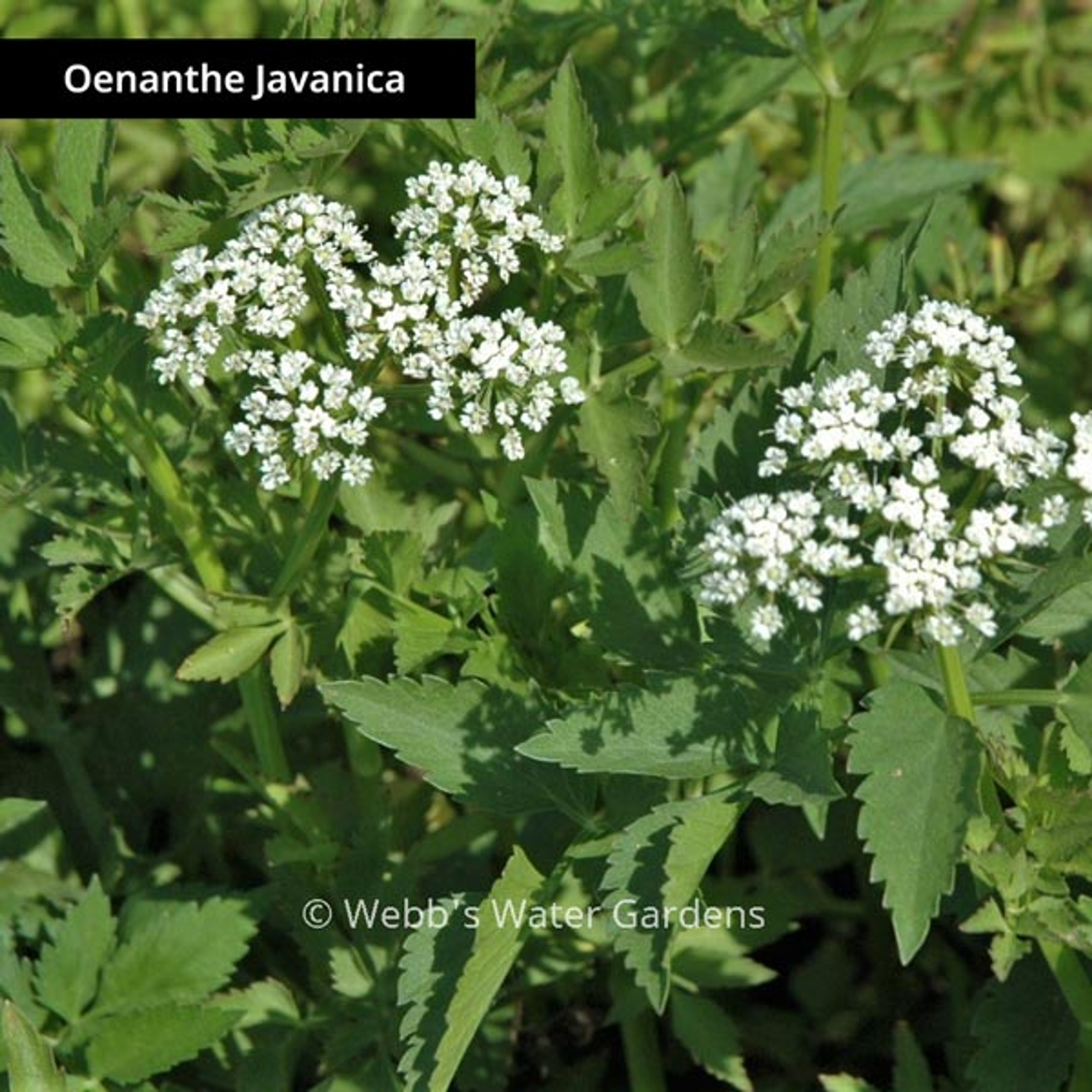 Oenanthe 'Water Celery' - Shallow Water Plants (Bare Root)