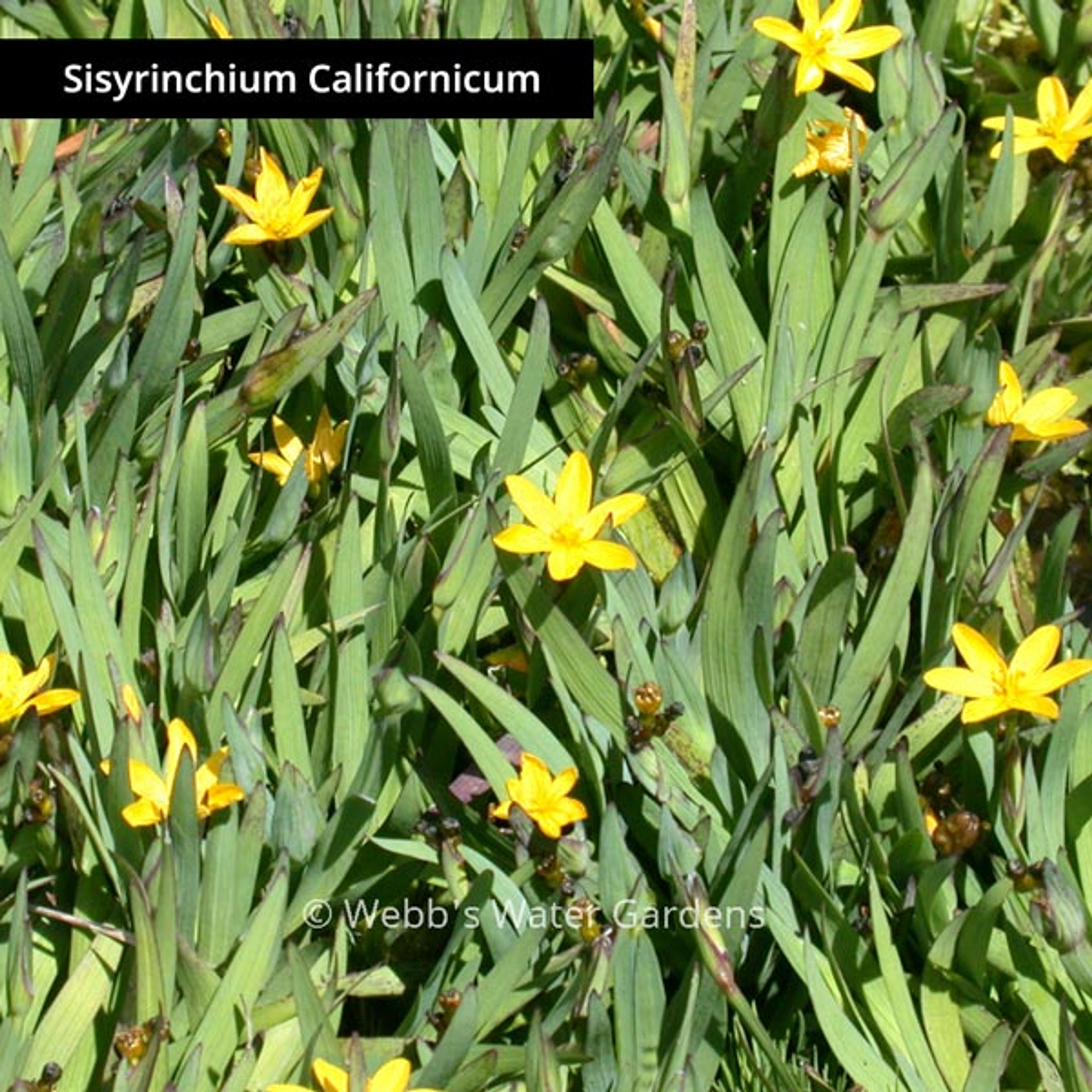 Sisyrinchium - Shallow Water Plants (Bare Root)
