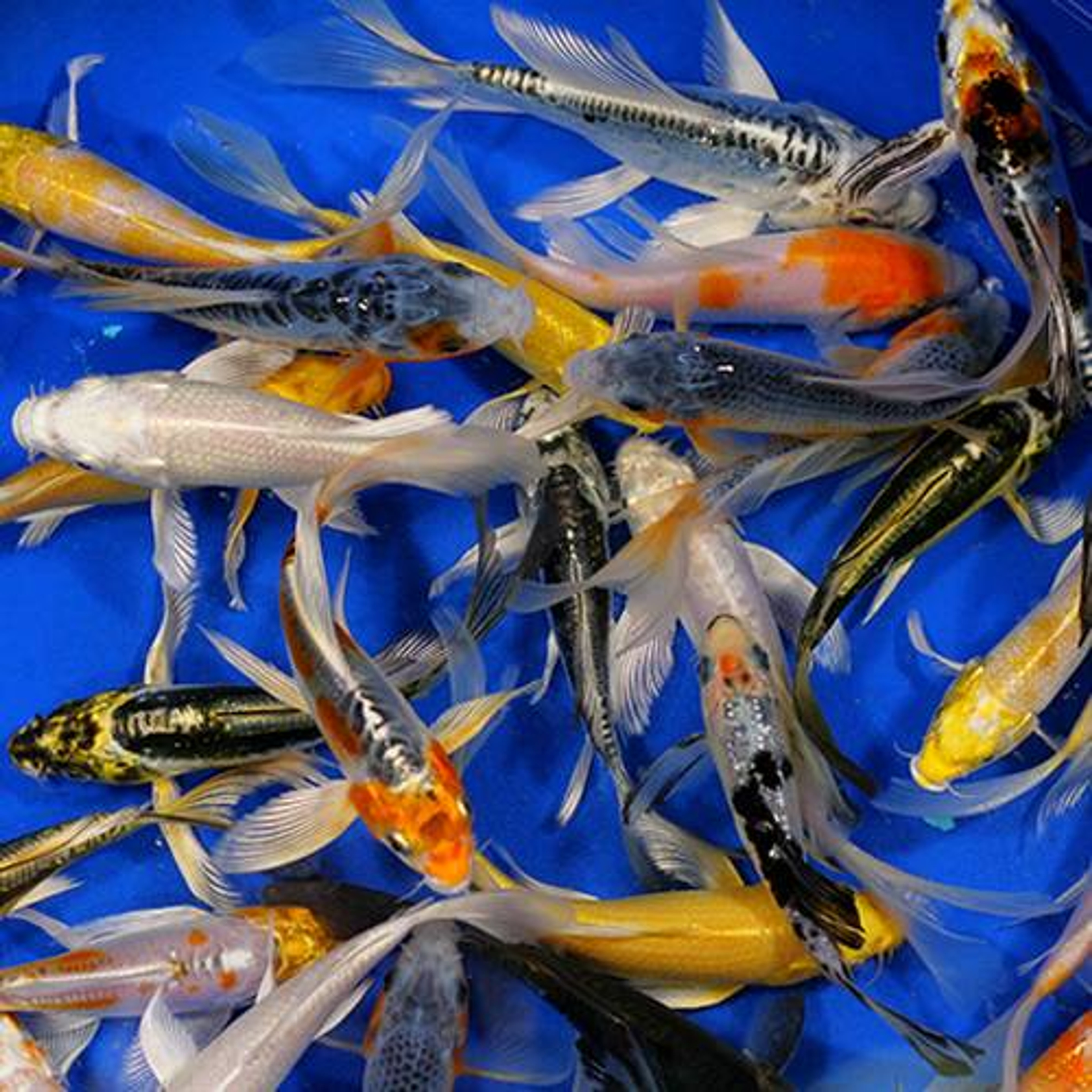 Premium Grade Butterfly Koi 4-5 inches