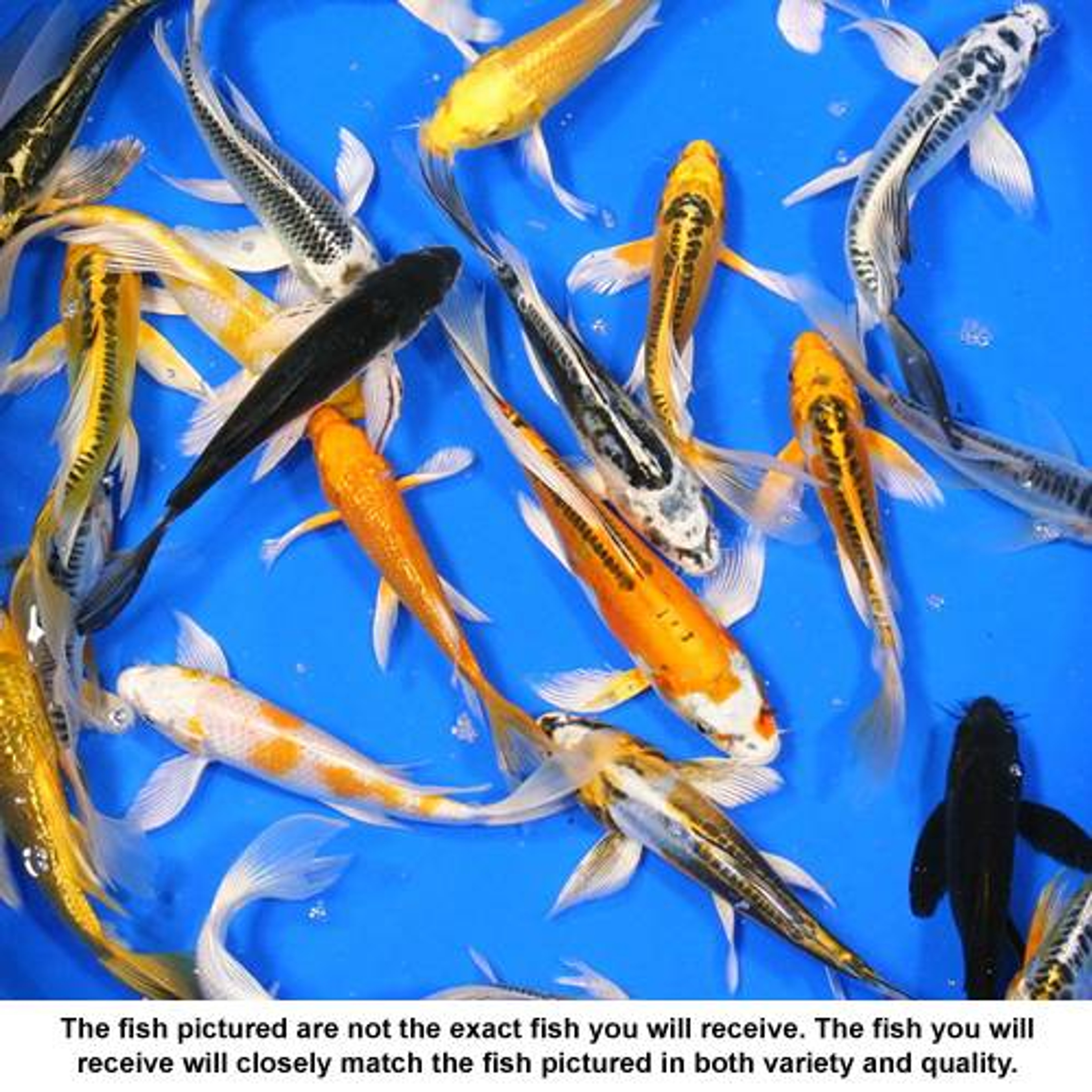 Premium Grade Butterfly Koi 6-7 inches