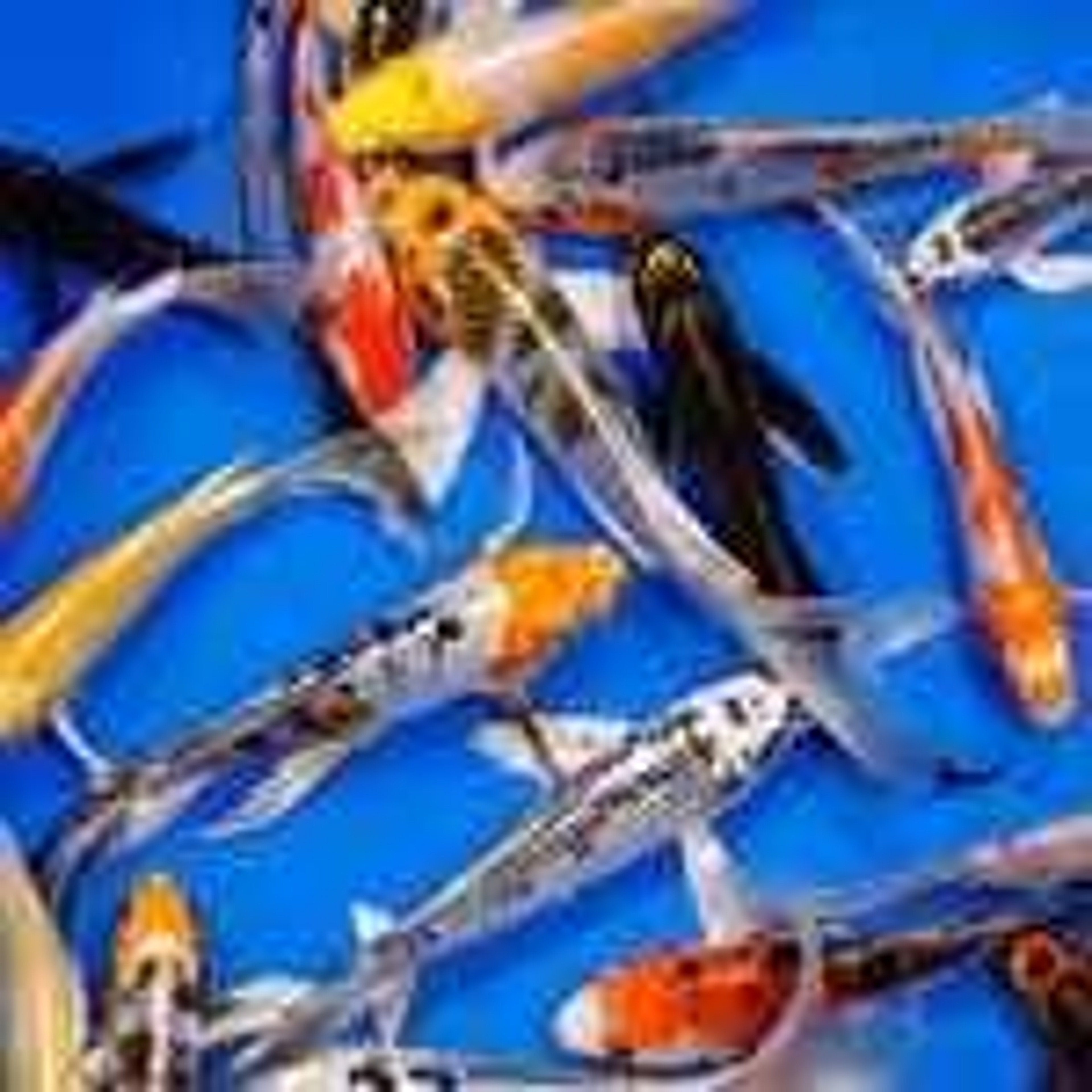Premium Grade Butterfly Koi 8-10 inches