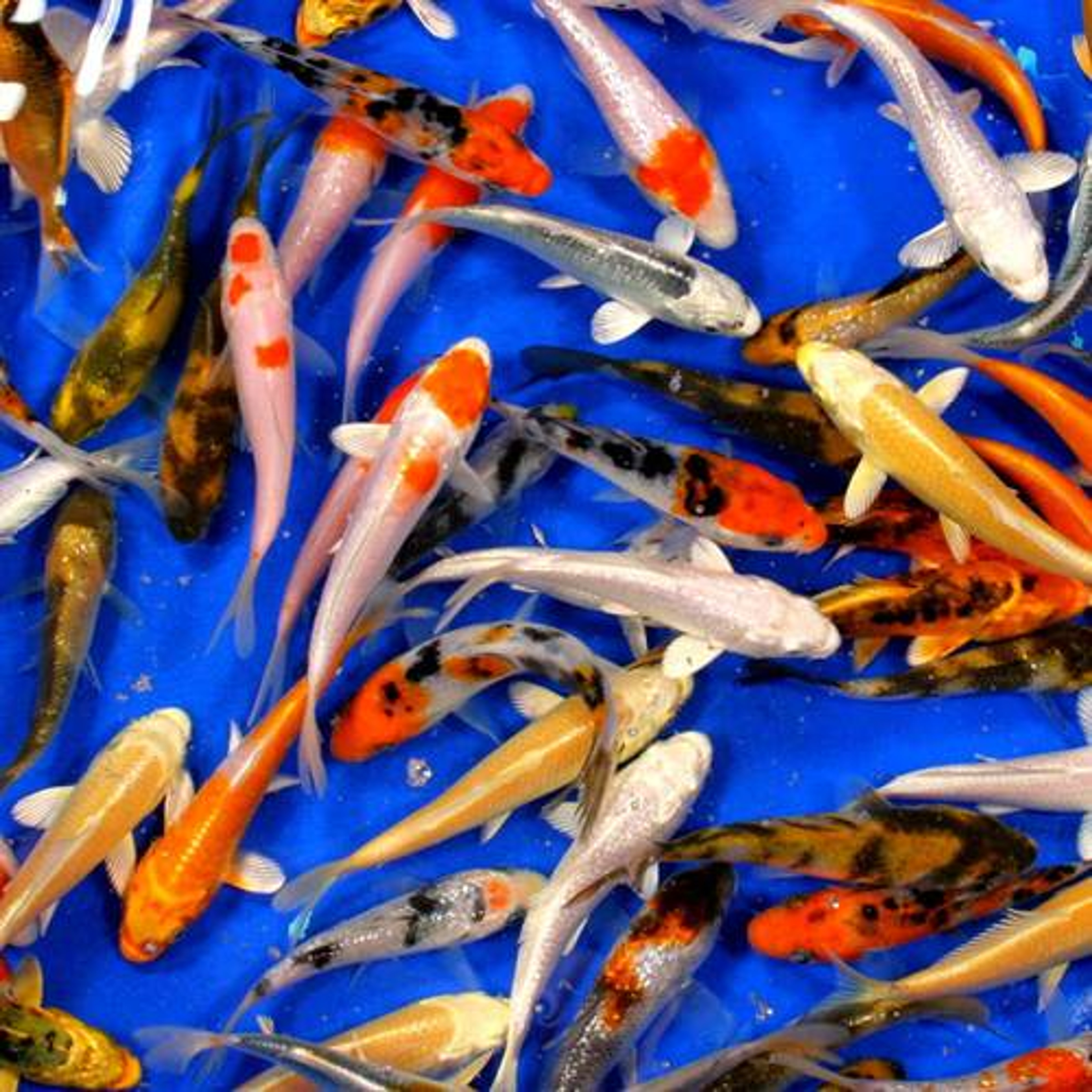 Premium Grade Koi 4-5 inches