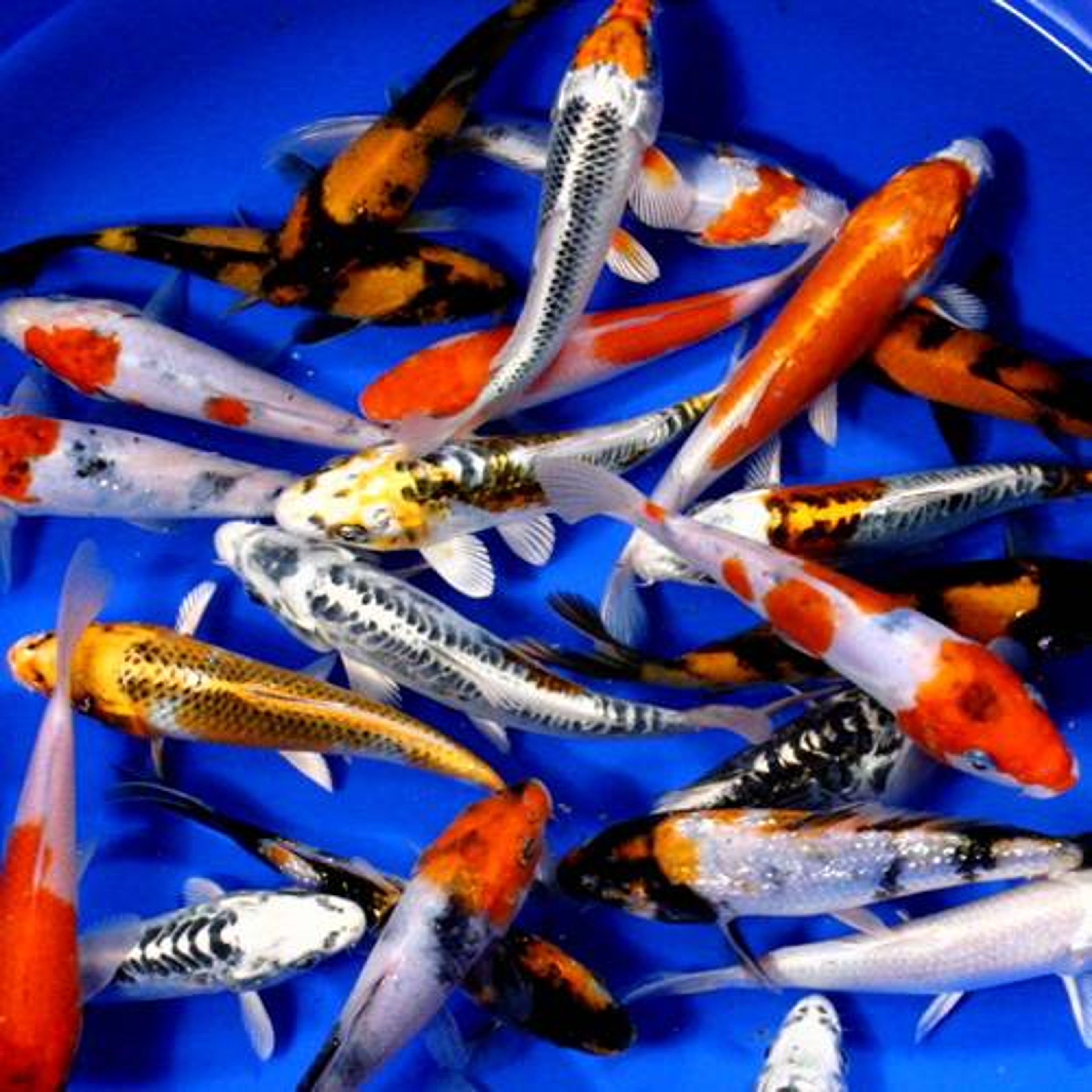 Premium Grade Koi 6-7 inches