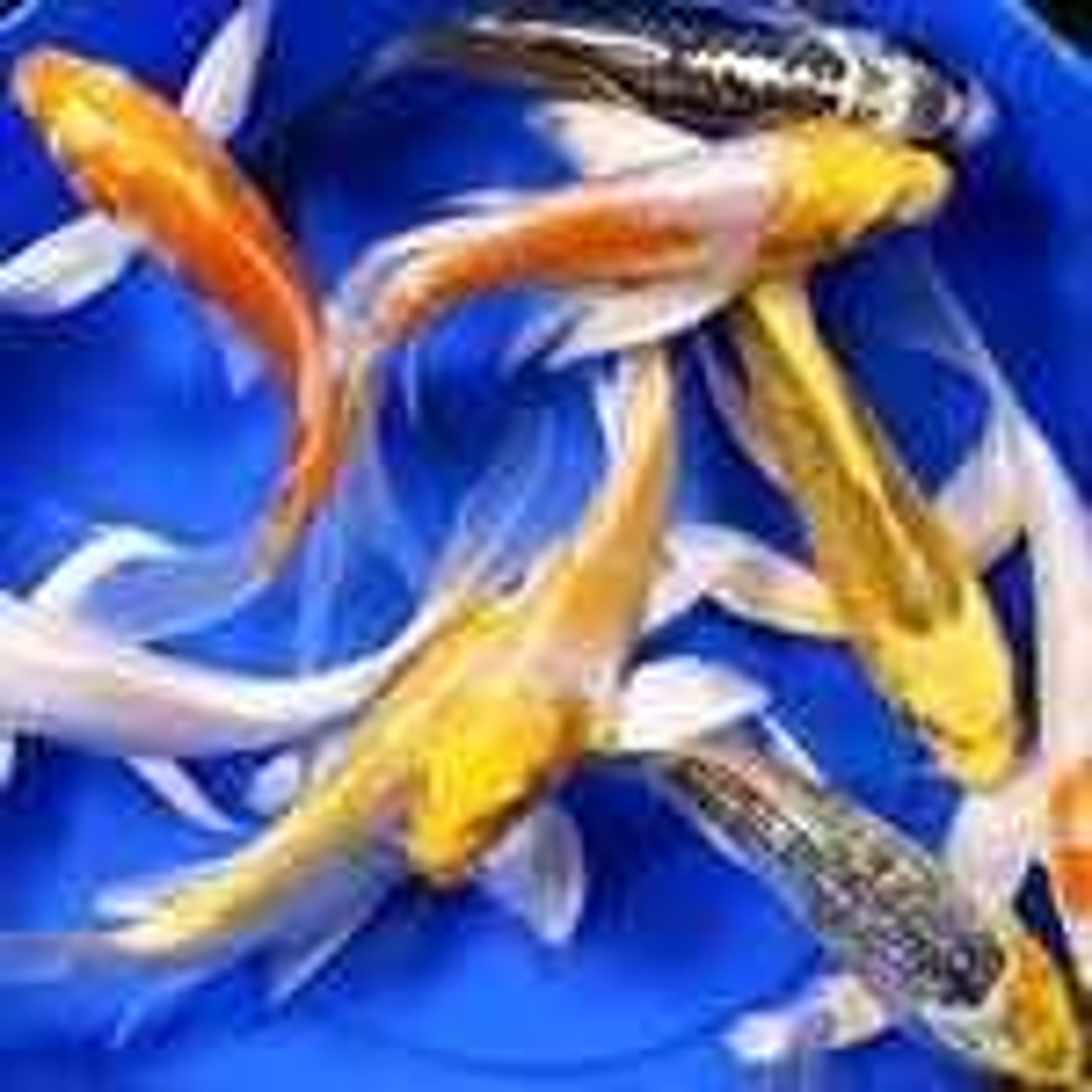 Premium Select Grade Butterfly Koi 4-5 inches