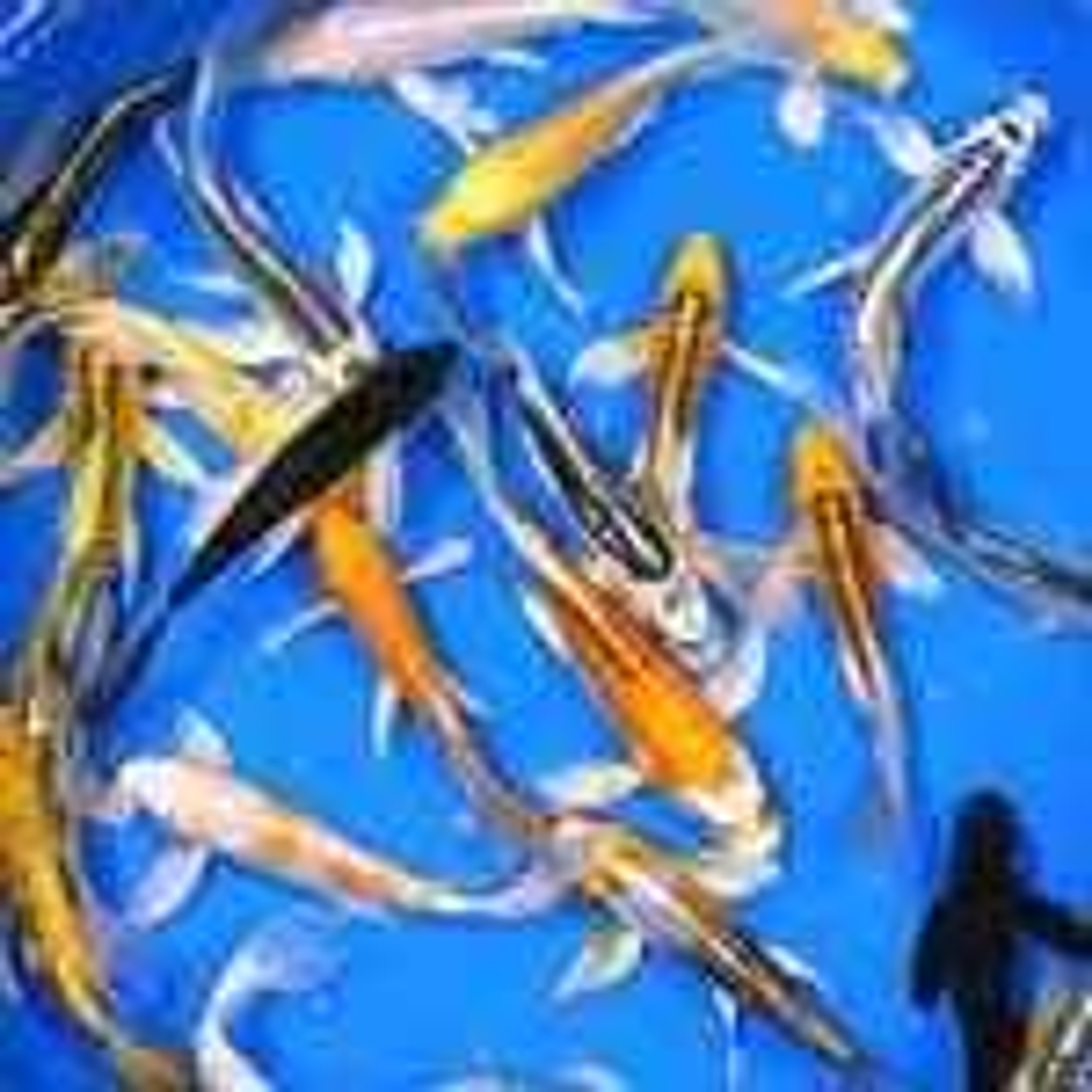 Premium Select Grade Butterfly Koi 5-6 inches