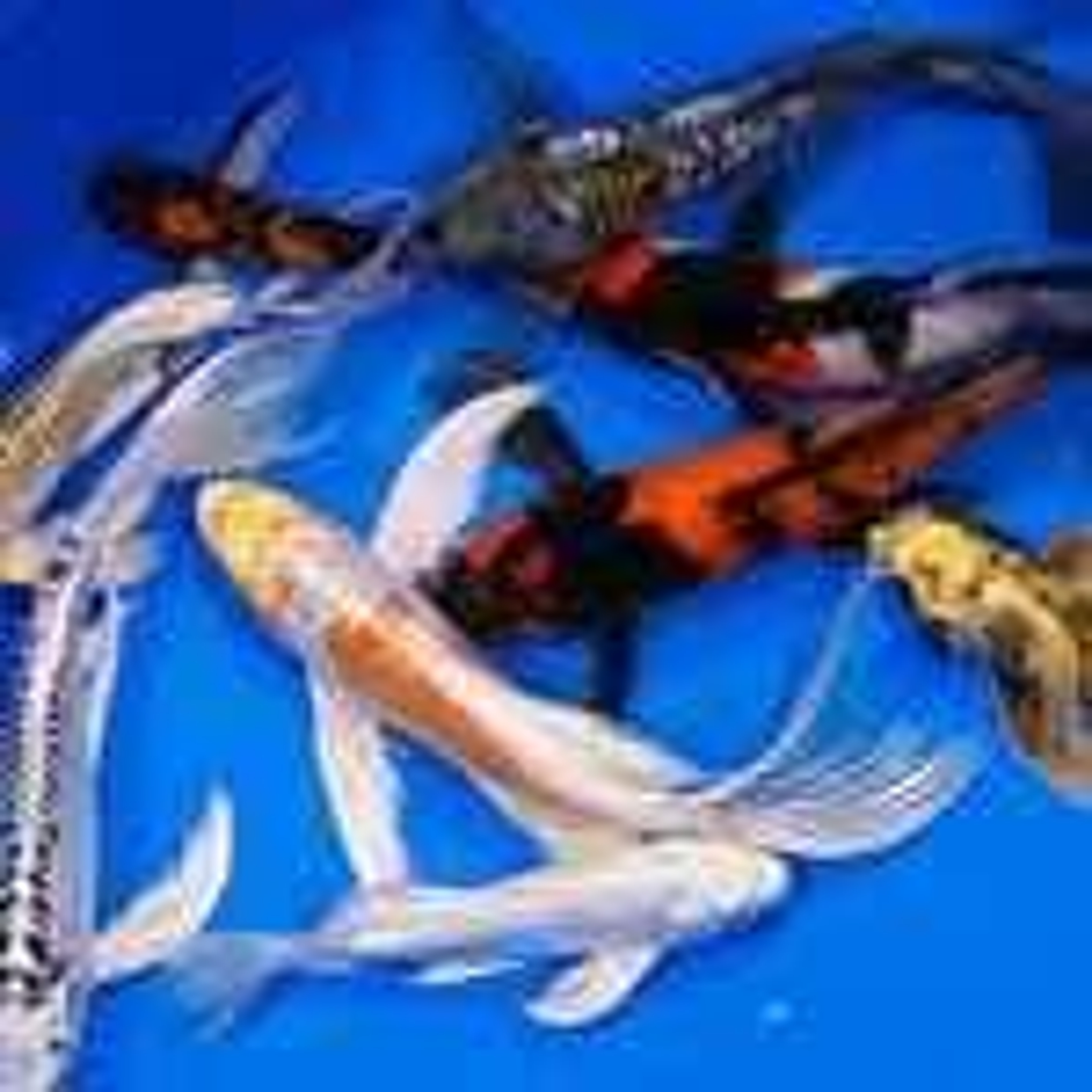 Premium Select Grade Butterfly Koi 8-10 inches
