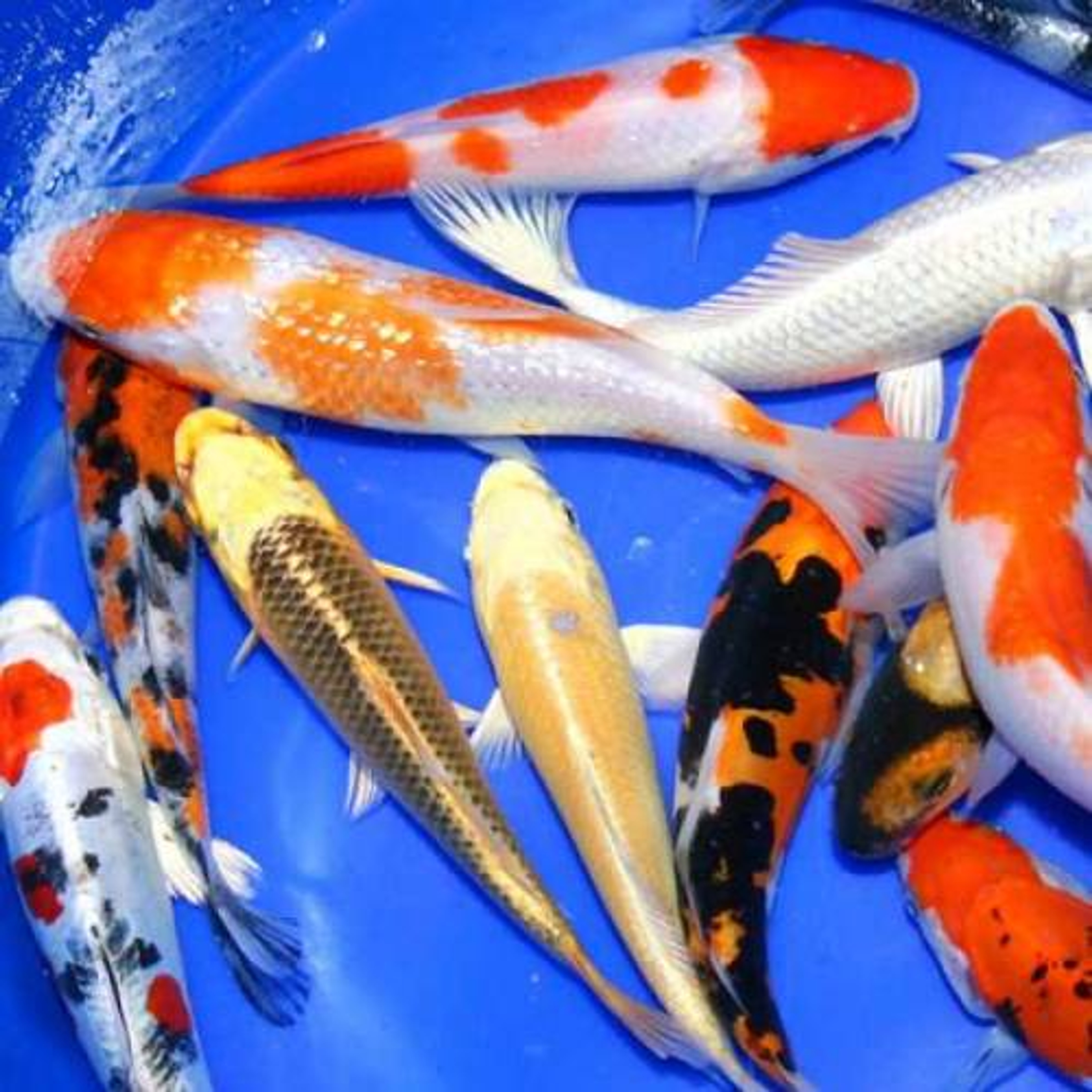 Premium Select Grade Koi 8-10 inches