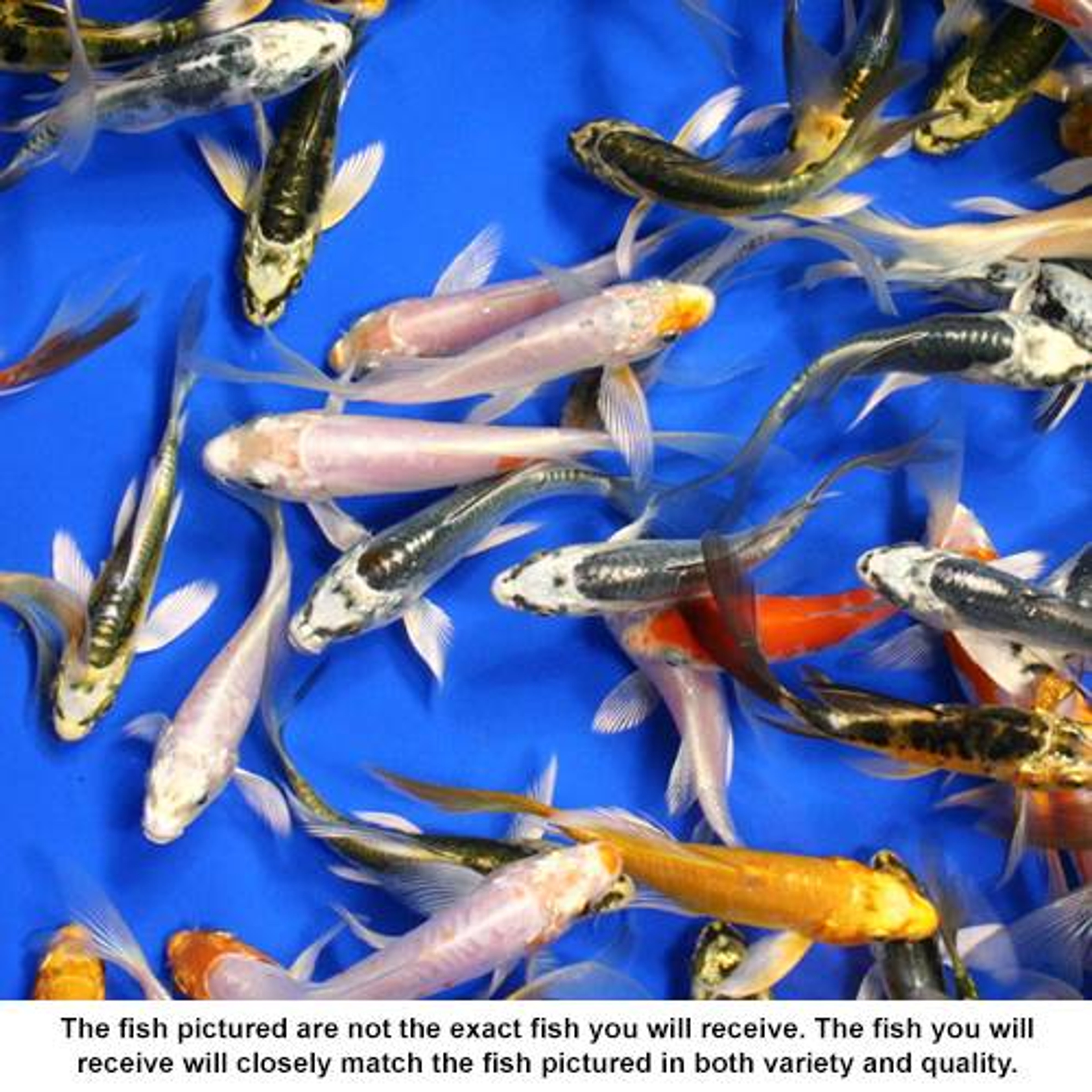 Standard Grade Butterfly Koi 3-4 inches