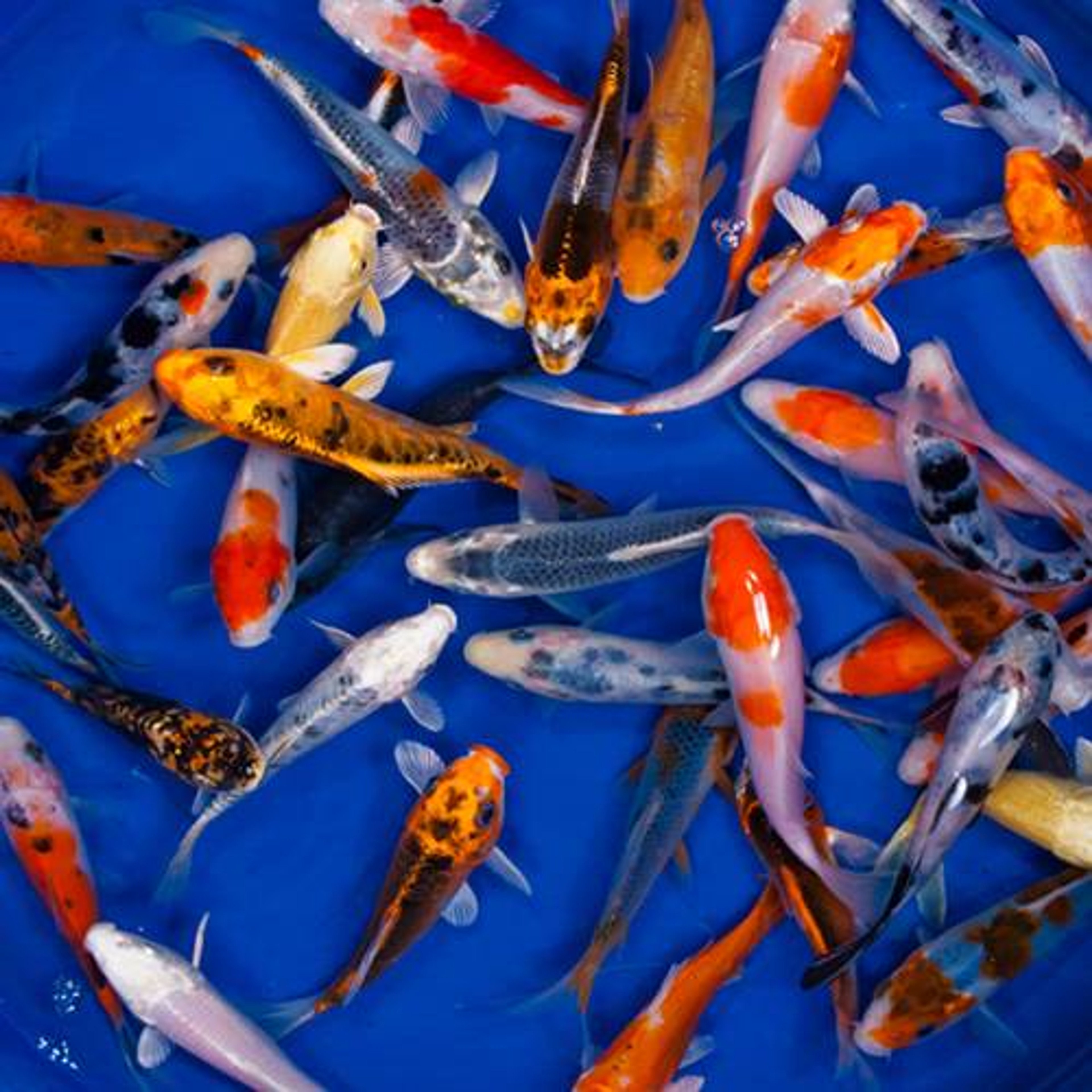Standard Grade Koi 3-4 inches