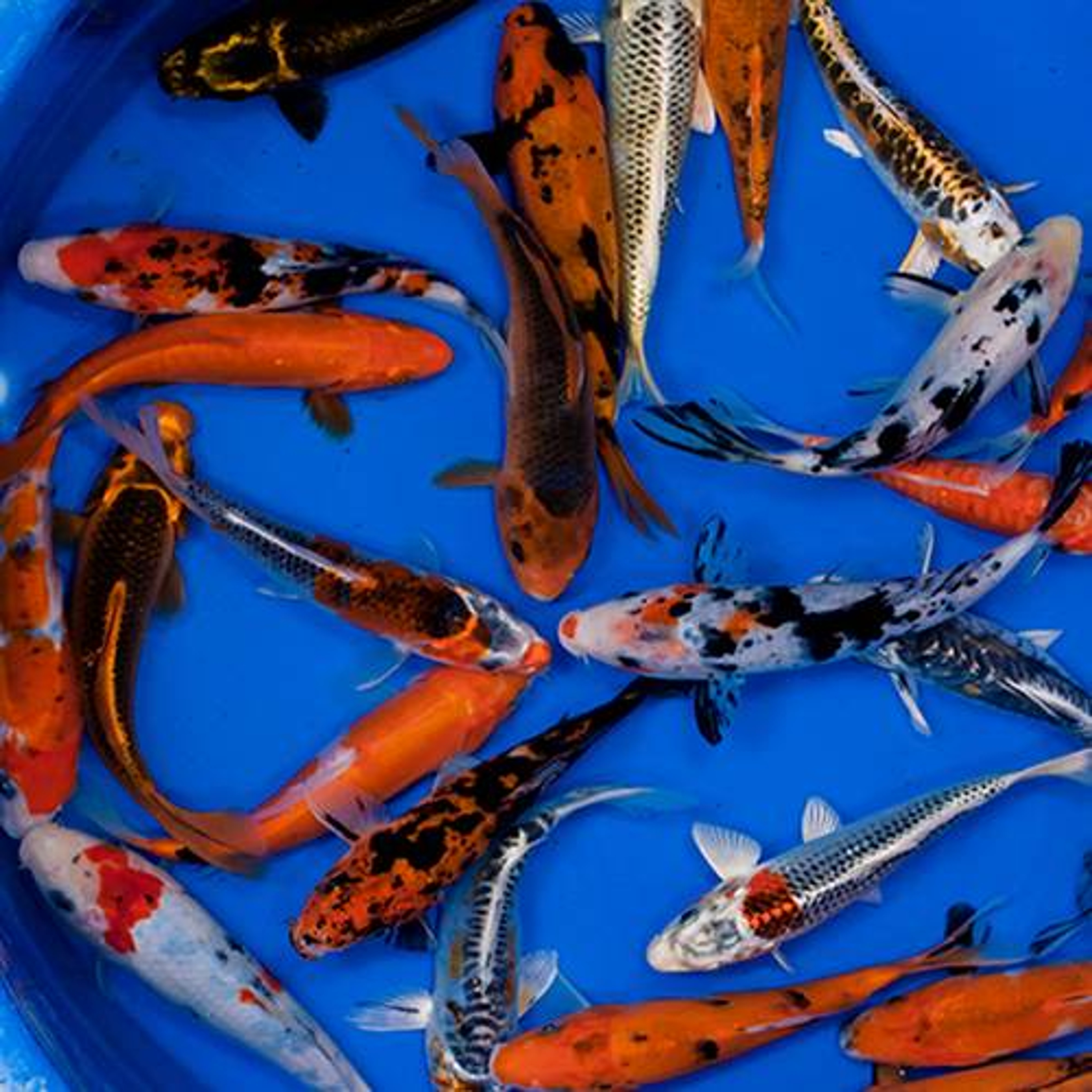 Standard Grade Koi 5-6 inches