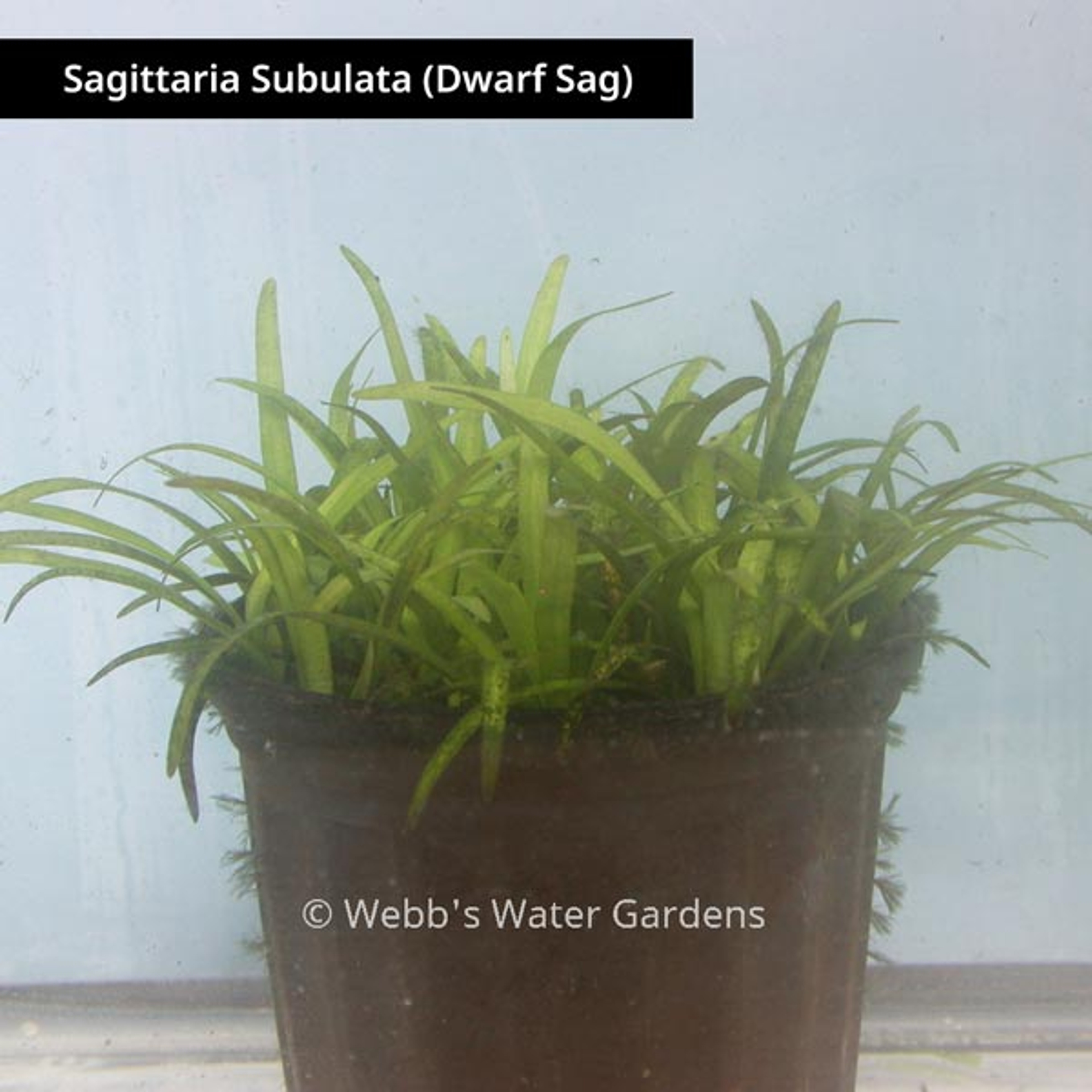 Submerged Oxygenating Plants (Bare Root)
