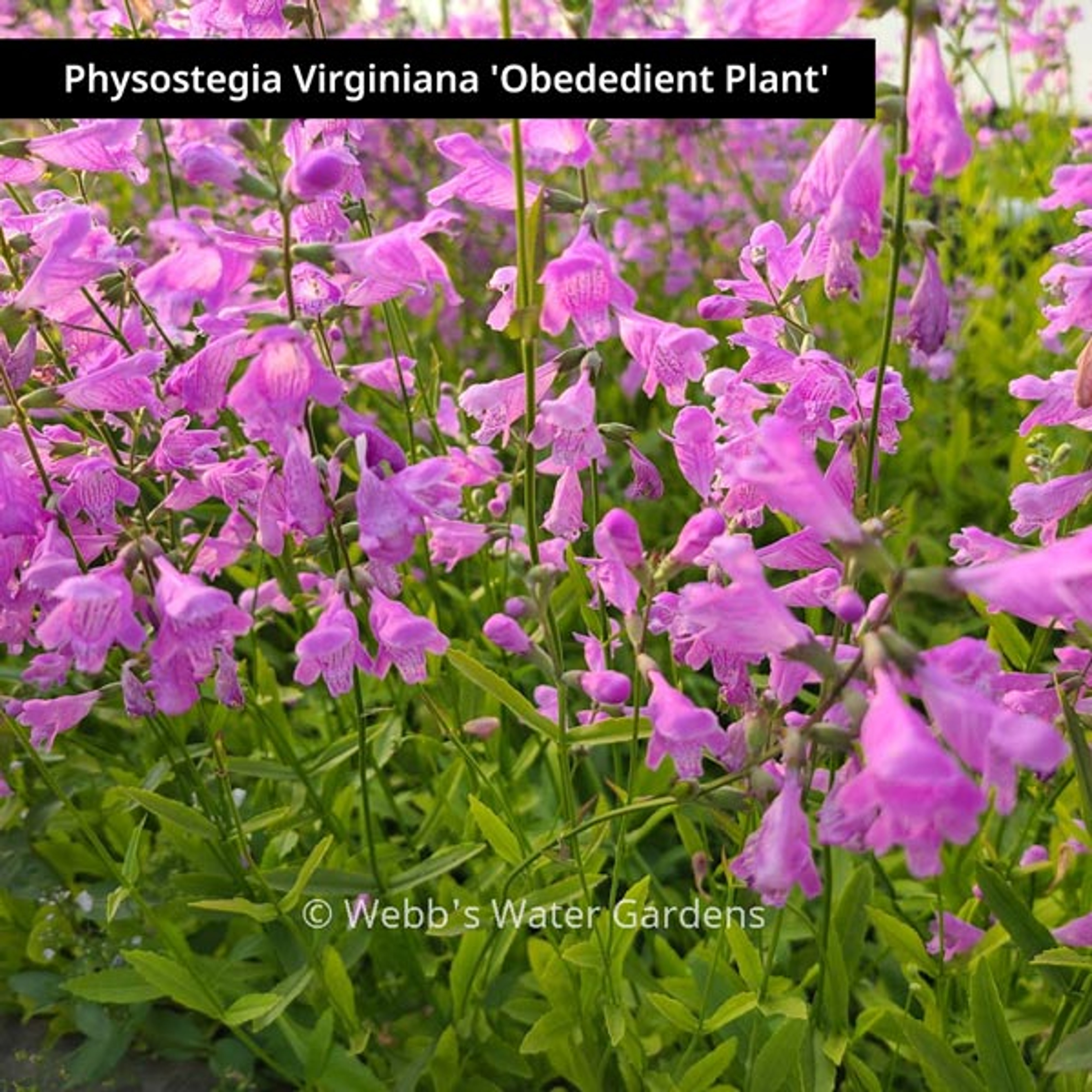 Physostegia virginiana 'Obedient Plant' - Shallow Water Plants (Bare Root)