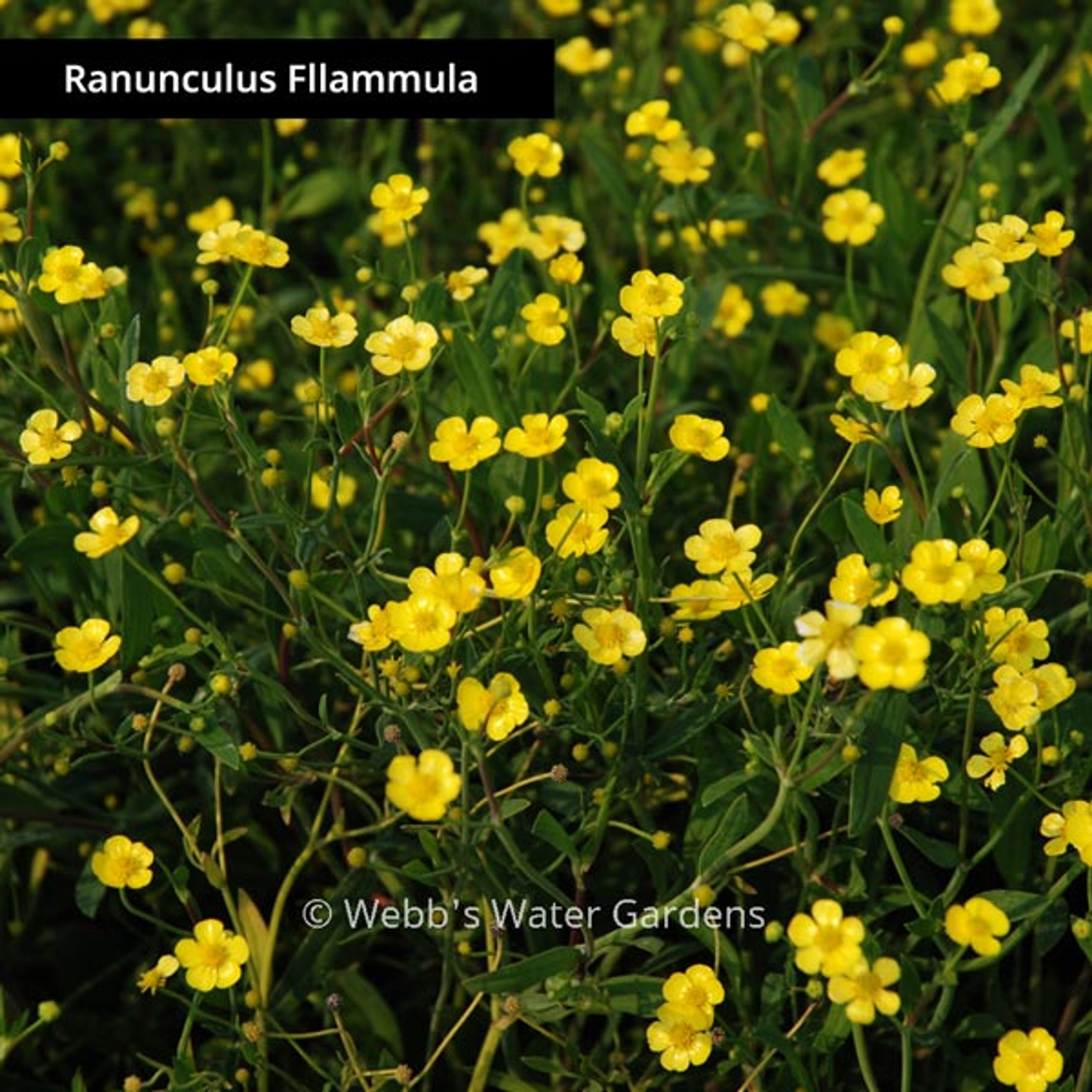 Ranunculus Flammula 'Miniature Spearwort' - Shallow Water Plants (Bare Root)