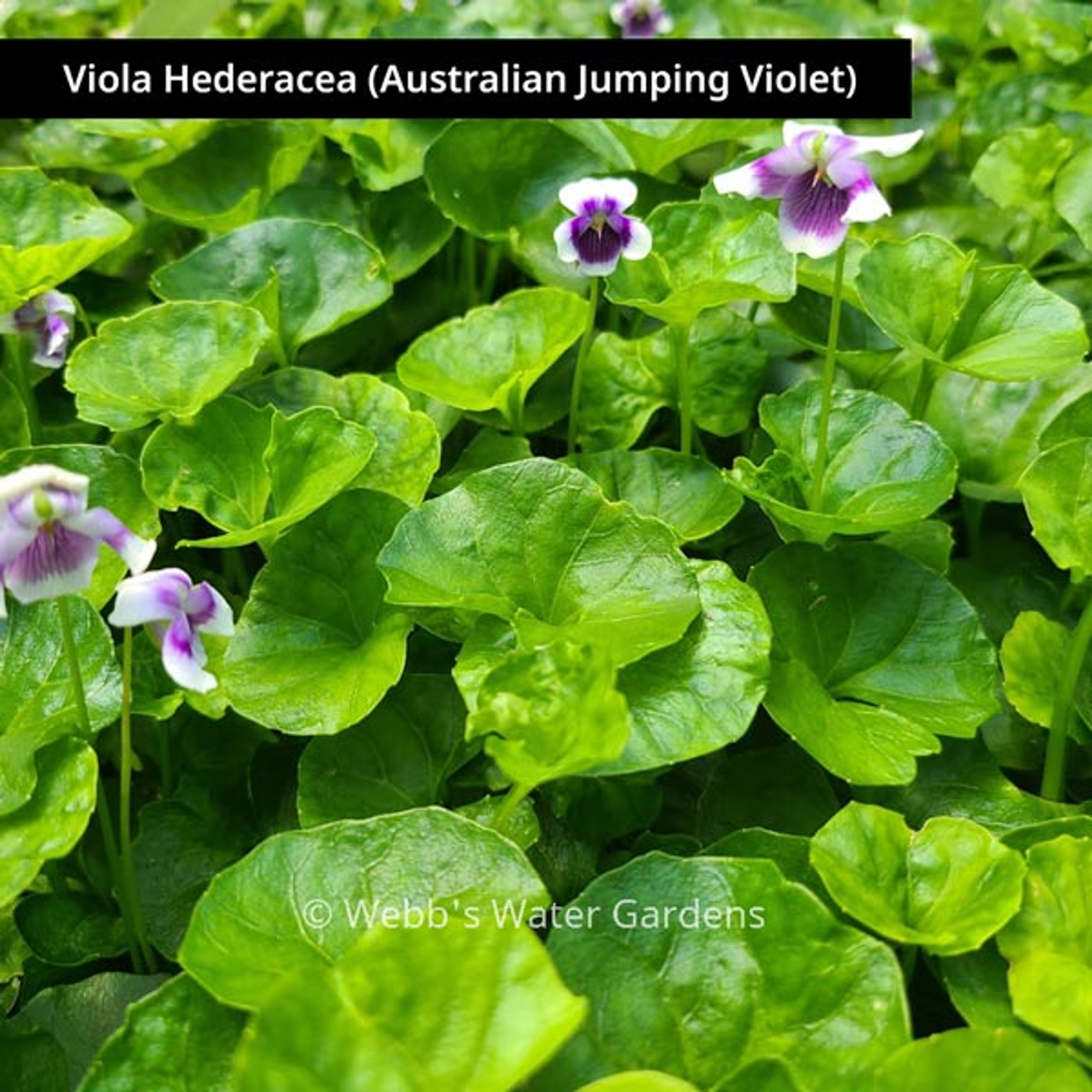 Viola Hederacea 'Australian Jumping Violet' - Shallow Water Plants (Bare Root)