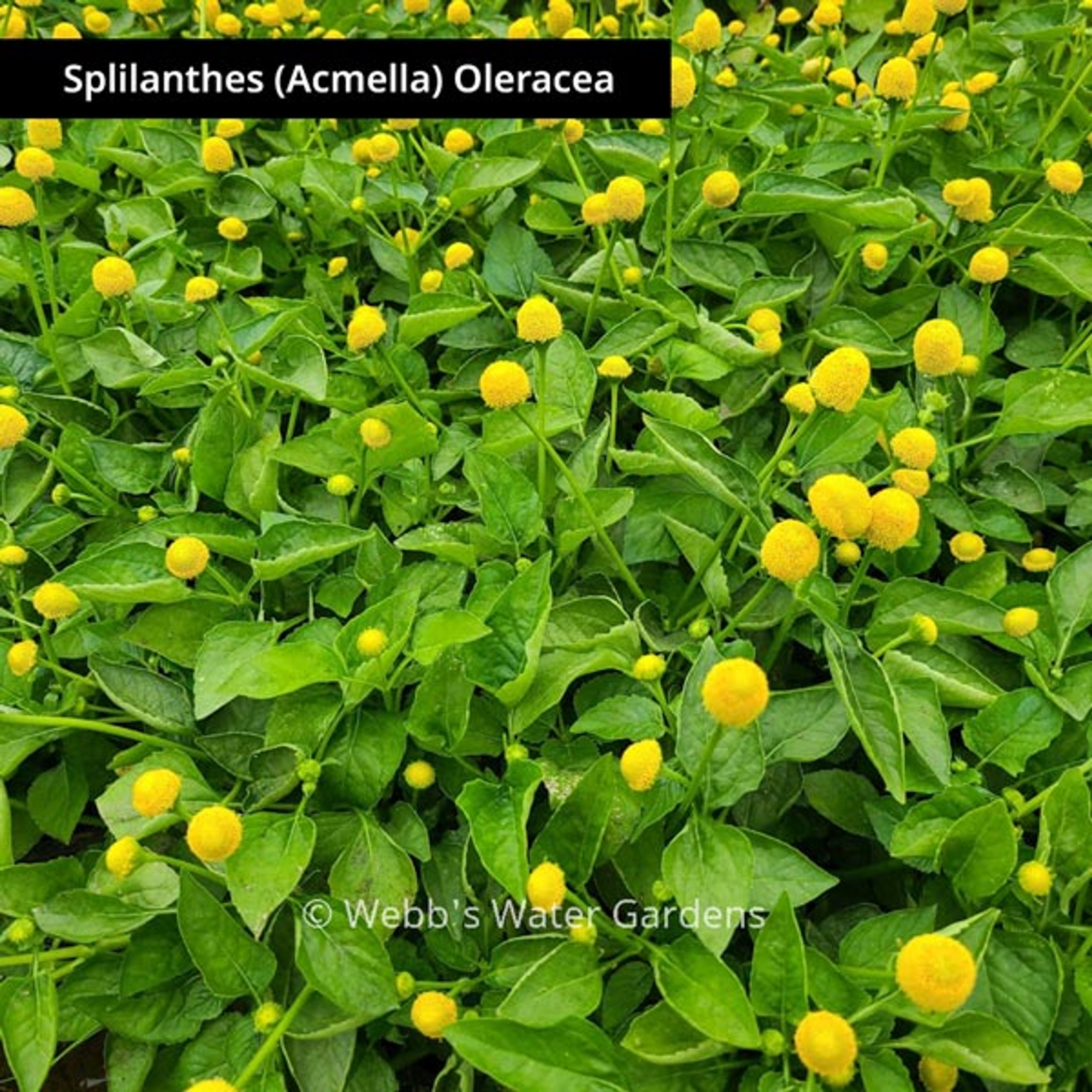 Splilanthes (Acmella) Oleracea 'Toothache Plant' - Shallow Water Plants (Bare Root)