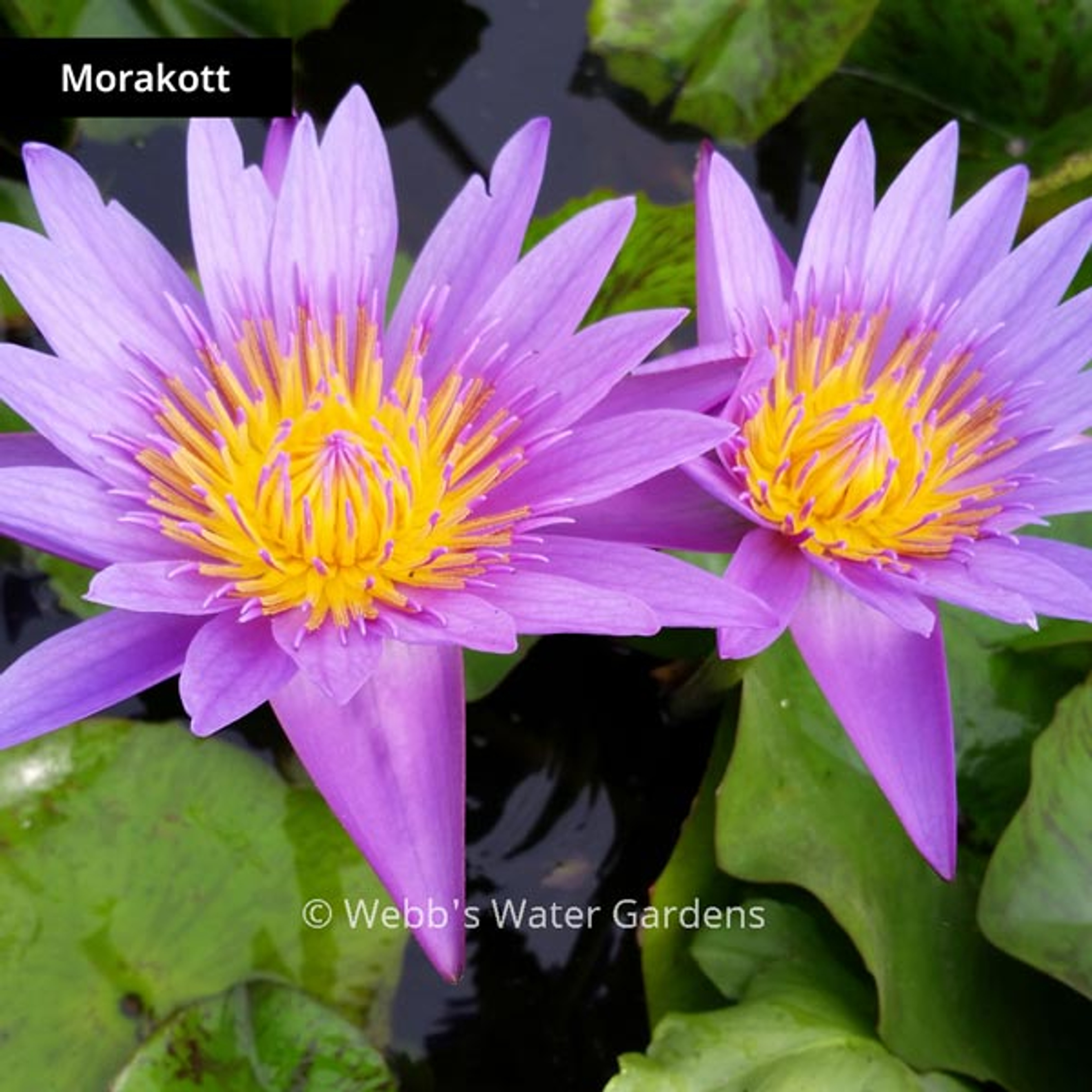 Morakott - Day Blooming Tropical Lilies (Bare Root)