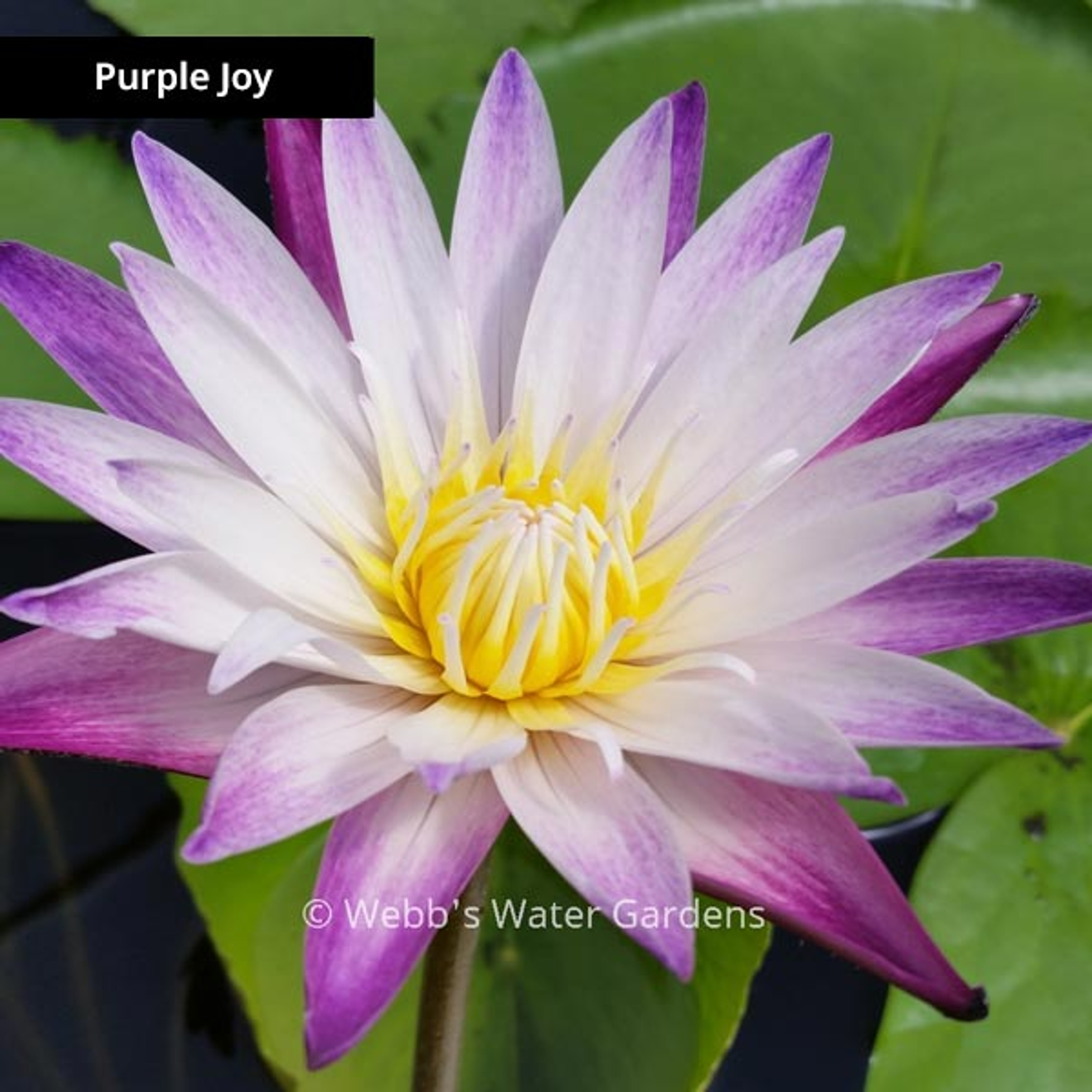 Purple Joy - Day Blooming Tropical Lilies (Bare Root)