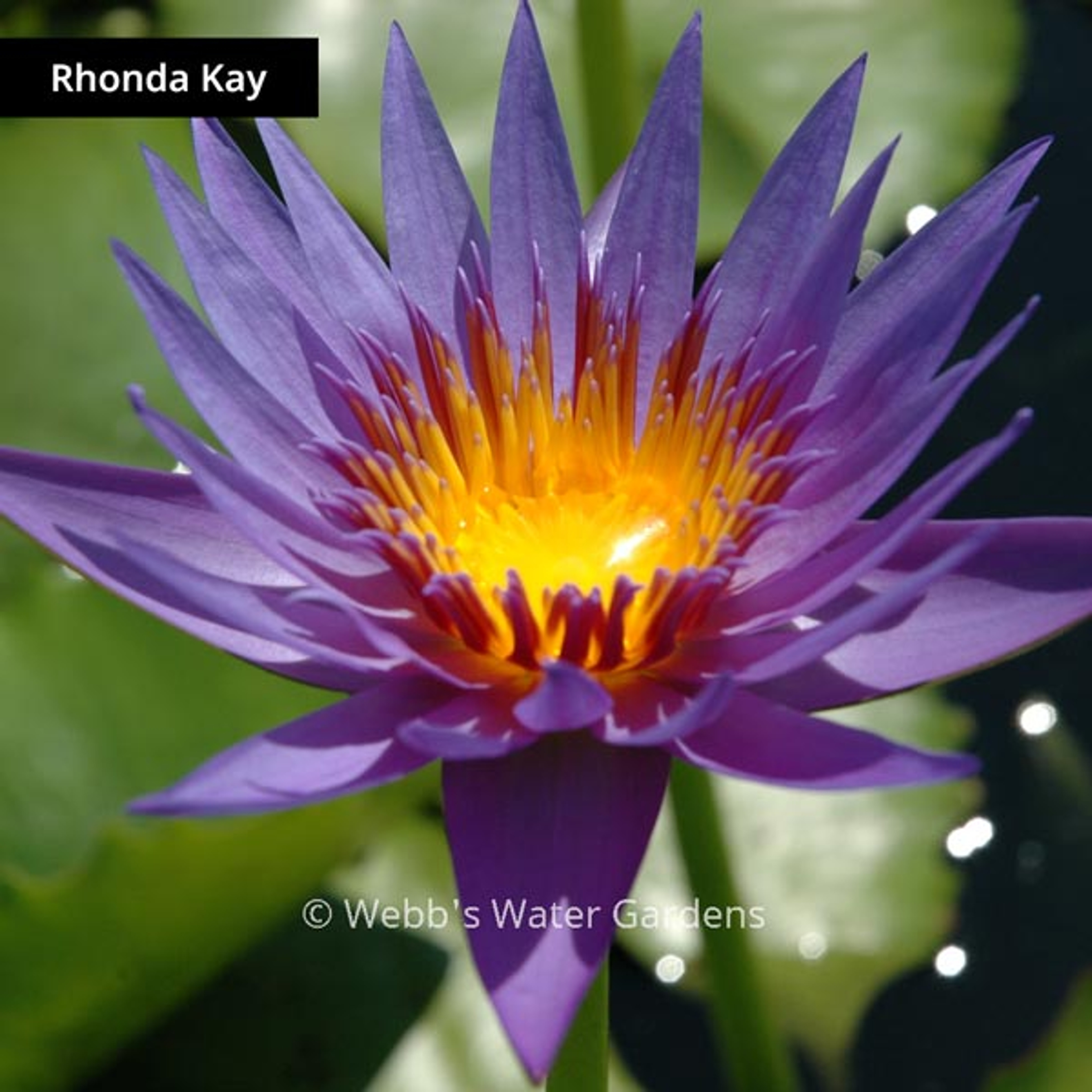 Rhonda Kay - Day Blooming Tropical Lilies (Bare Root)