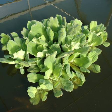 Pistia 'Water Lettuce' - Floating Aquatic Plants