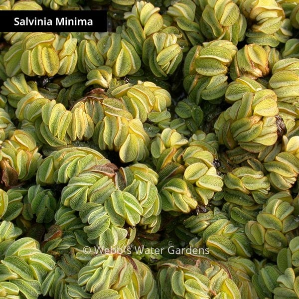 Salvinia 'Water Velvet' - Floating Aquatic Plants