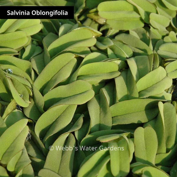 Salvinia 'Water Velvet' - Floating Aquatic Plants