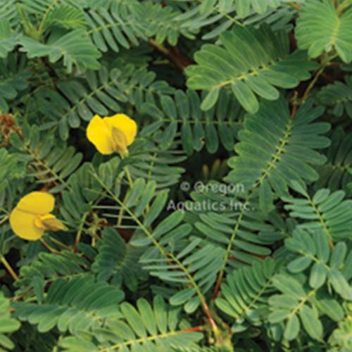 Sensitive Plant - Floating Aquatic Plants (Bare Root)