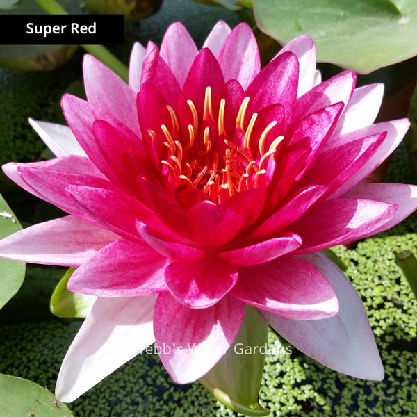 Red Hardy Lilies (Bare Root Plants)