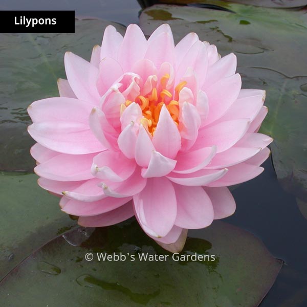 Pink Hardy Lilies (Bare Root Plants)