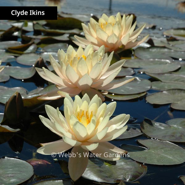 Changeable & Salmon Hardy Lilies (Bare Root Plants)