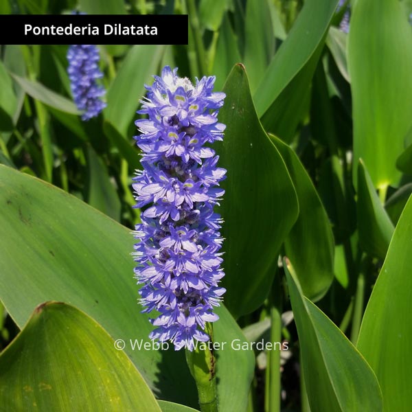 Pontederia 'Pickerel Rush' - Shallow Water Plants (Bare Root)