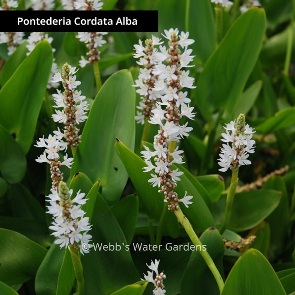 Pontederia 'Pickerel Rush' - Shallow Water Plants (Bare Root)