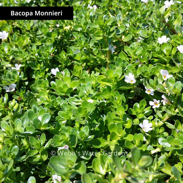 Bacopa - Shallow Water Plants (Bare Root)