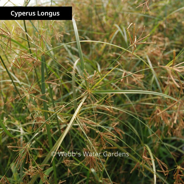 Cyperus - Shallow Water Plants (Bare Root)