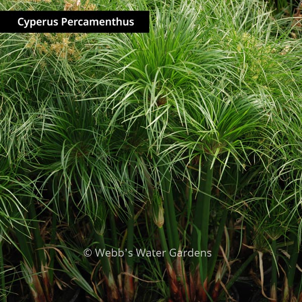 Cyperus - Shallow Water Plants (Bare Root)