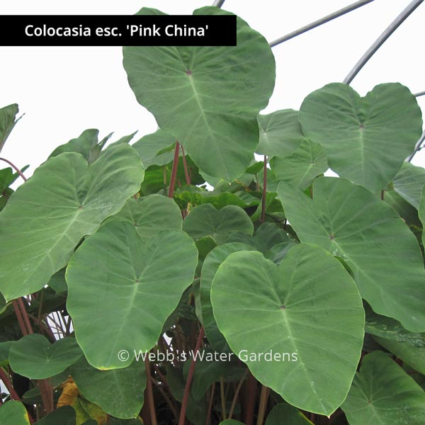 Colocasia 'Taro' - Shallow Water Plants (Bare Root)