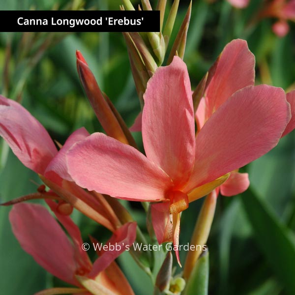 Canna Longwood - Shallow Water Plants (Bare Root)