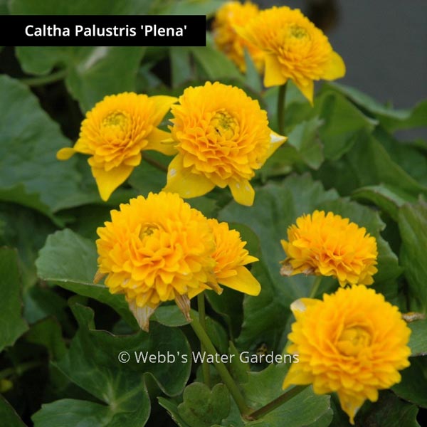 Caltha 'Marsh Marigold' - Shallow Water Plants (Bare Root)