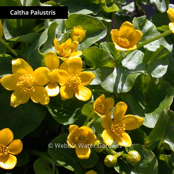 Caltha 'Marsh Marigold' - Shallow Water Plants (Bare Root)