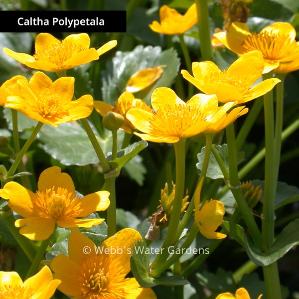 Caltha 'Marsh Marigold' - Shallow Water Plants (Bare Root)