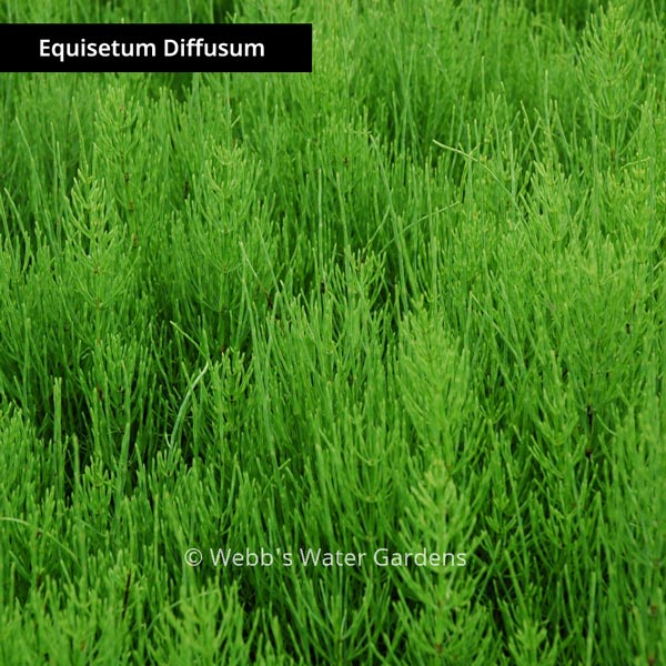 Equisetum - Shallow Water Plants (Bare Root)