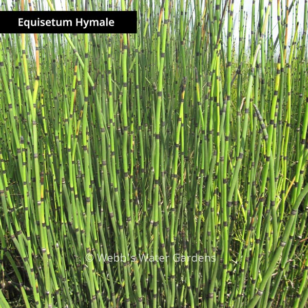 Equisetum - Shallow Water Plants (Bare Root)