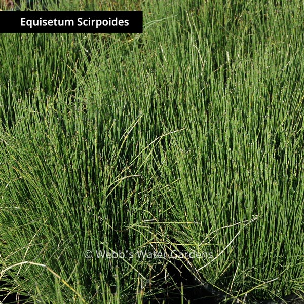 Equisetum - Shallow Water Plants (Bare Root)