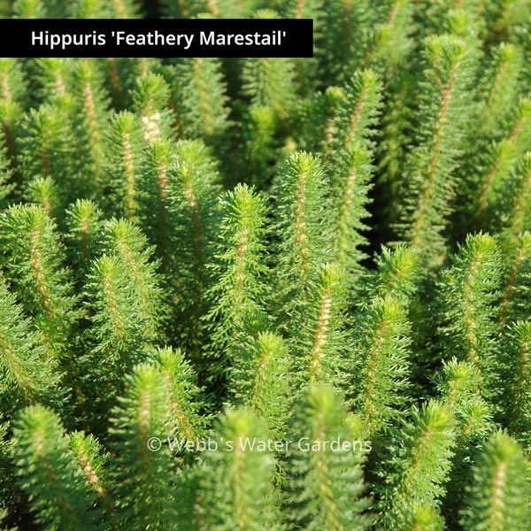 Hippuris - Shallow Water Plants (Bare Root)