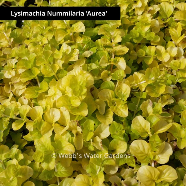 Lysmachia Nummularia 'Creeping Jenny' - Shallow Water Plants (Bare Root)