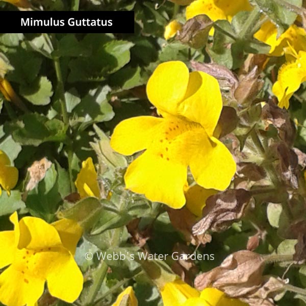 Mimulus - Shallow Water Plants (Bare Root)