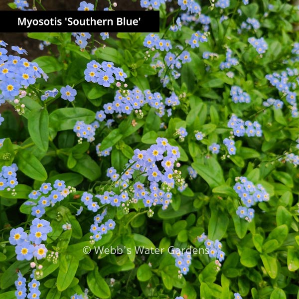 Myosotis Scorpioides 'Forget Me Not' - Shallow Water Plants (Bare Root)