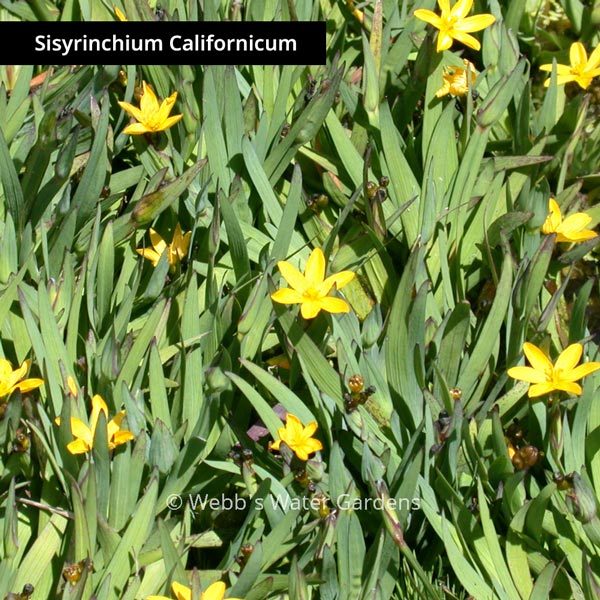 Sisyrinchium - Shallow Water Plants (Bare Root)
